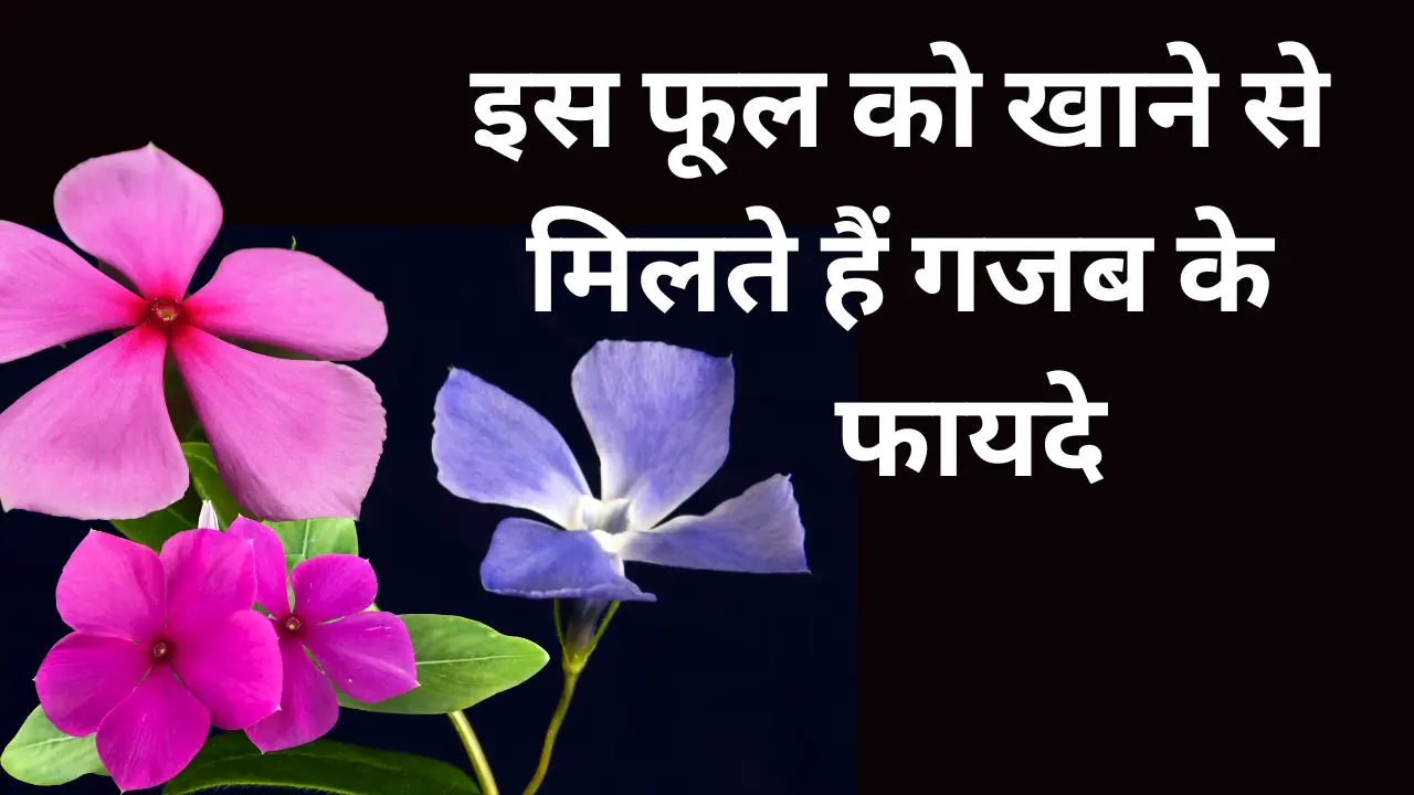 Health Benefits Of Periwinkle Flowers in Hindi