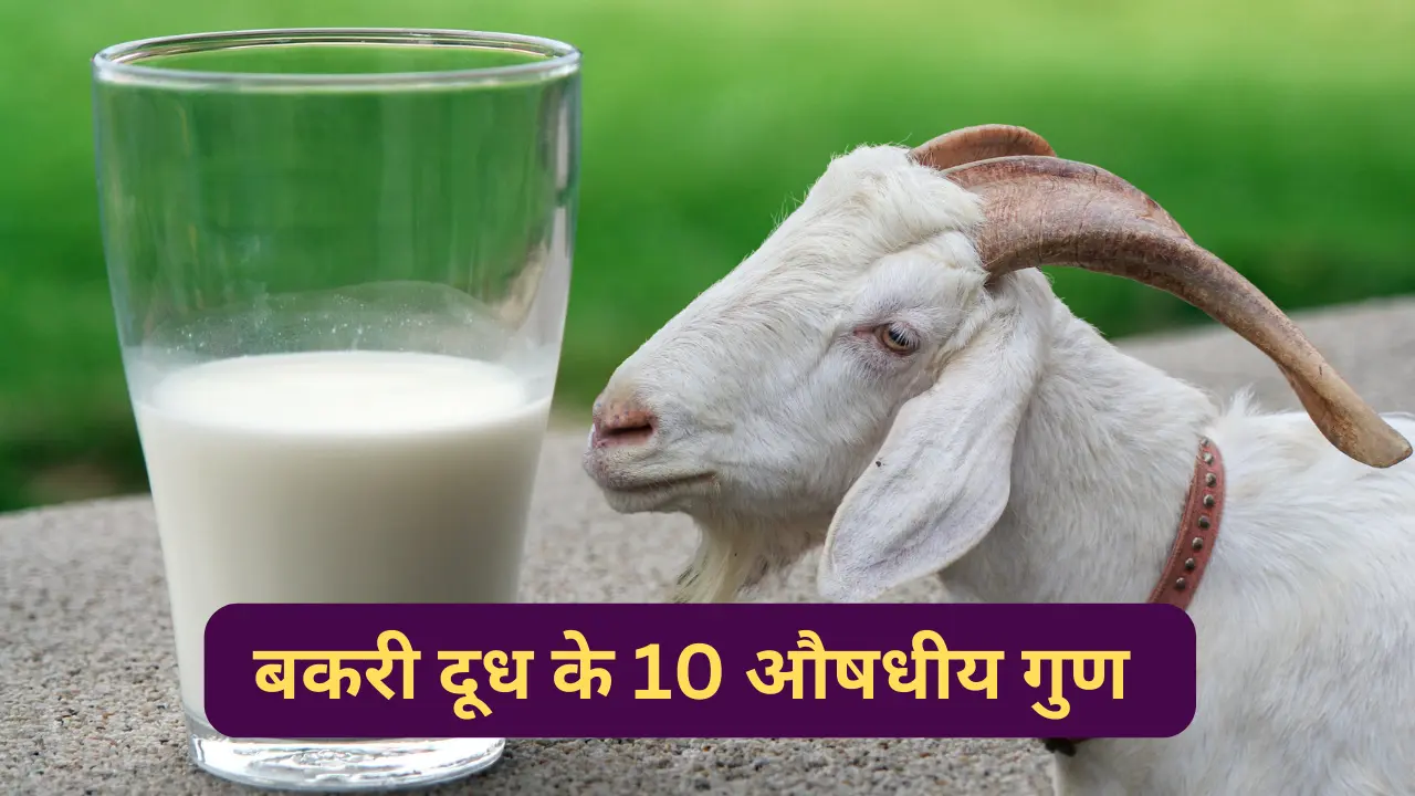 बकरी के दूध के फायदे (Bakri ke Dudh ke fayde in Hindi)
